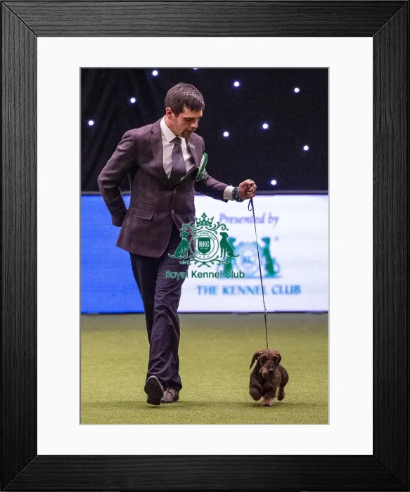 Framed Print : Crufts 2019 - Best of Breed / Hound Framed Print : Crufts 2019 - Best of Breed / Hound