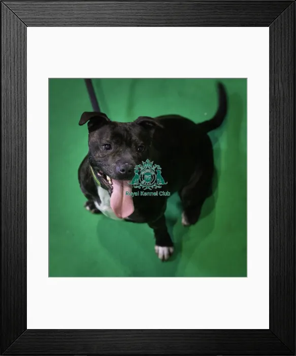 Framed Print : Crufts 2019 - Day Four, NEC, UK - 10 Mar 2019
