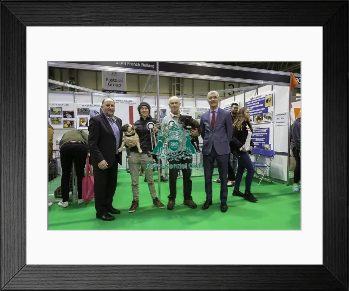 Framed Print : Crufts 2019 - Day Four, NEC, UK - 10 Mar 2019 Framed Print : Crufts 2019 - Day Four, NEC, UK - 10 Mar 2019