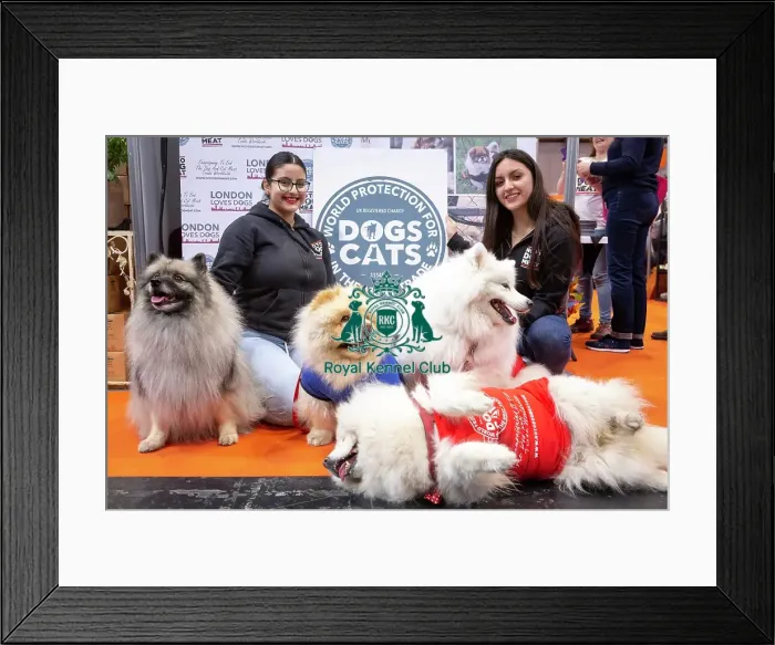 Framed Print : Crufts 2019 - Day Four, NEC, UK - 10 Mar 2019 Framed Print : Crufts 2019 - Day Four, NEC, UK - 10 Mar 2019