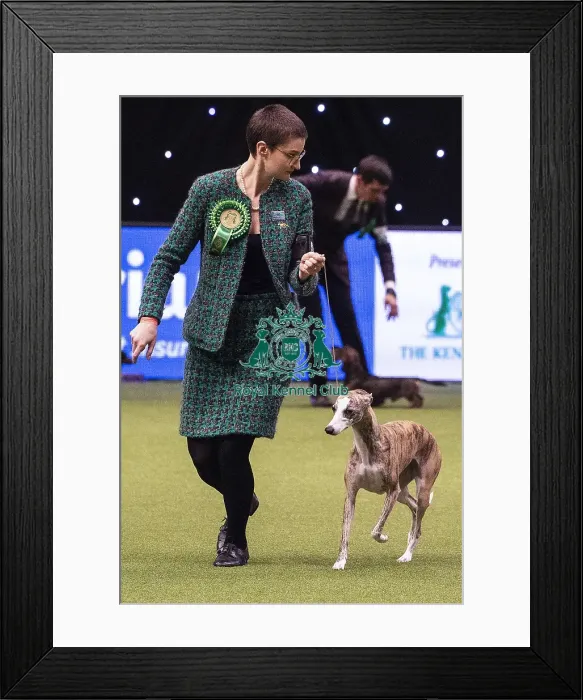 Framed Print : Crufts 2019 - Best of Breed / Hound Framed Print : Crufts 2019 - Best of Breed / Hound