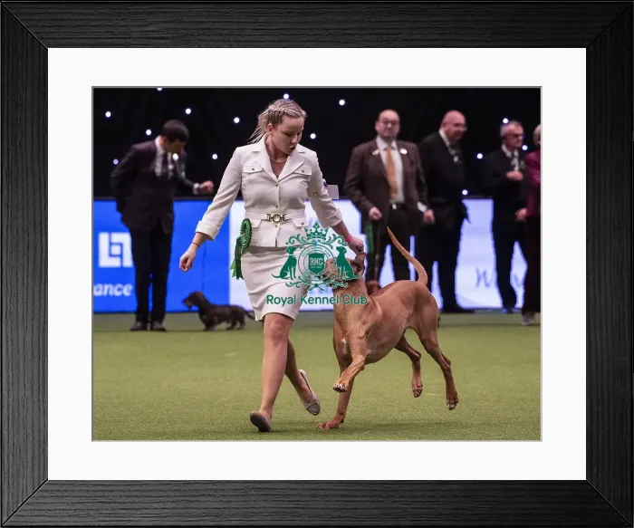 Framed Print : Crufts 2019 - Best of Breed / Hound Framed Print : Crufts 2019 - Best of Breed / Hound
