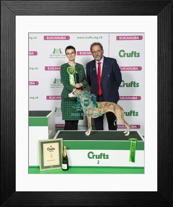 Framed Print : Crufts 2019 - Best of Breed  /  Hound