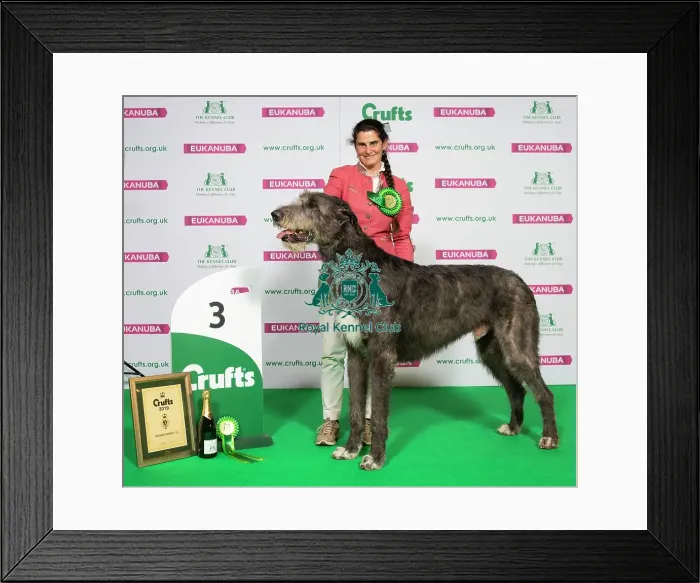 Framed Print : Crufts 2019 - Best of Breed / Hound Framed Print : Crufts 2019 - Best of Breed / Hound