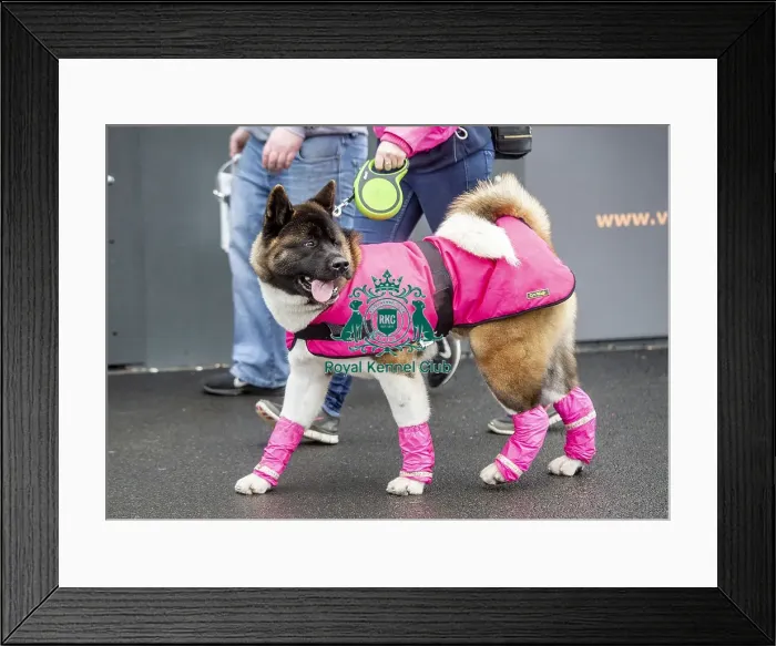 Framed Print : Crufts 2019 - Day Four, NEC, UK - 10 Mar 2019 Framed Print : Crufts 2019 - Day Four, NEC, UK - 10 Mar 2019