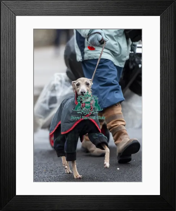 Framed Print : Crufts 2019 - Day Four, NEC, UK - 10 Mar 2019