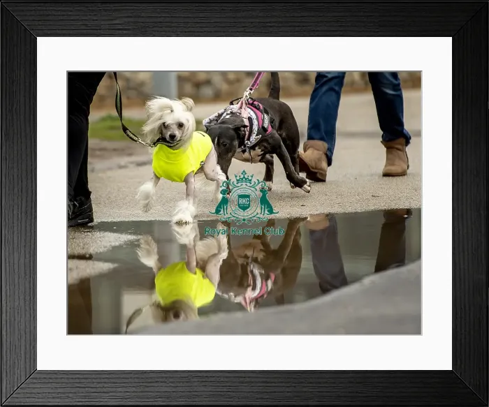 Framed Print : Crufts 2019 - Day Four, NEC, UK - 10 Mar 2019