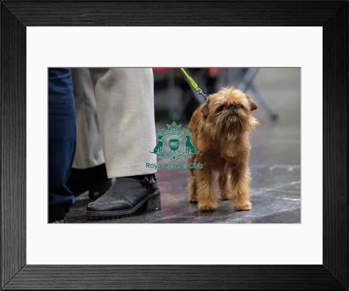 Framed Print : Crufts 2019 - Day Four, NEC, UK - 10 Mar 2019 Framed Print : Crufts 2019 - Day Four, NEC, UK - 10 Mar 2019