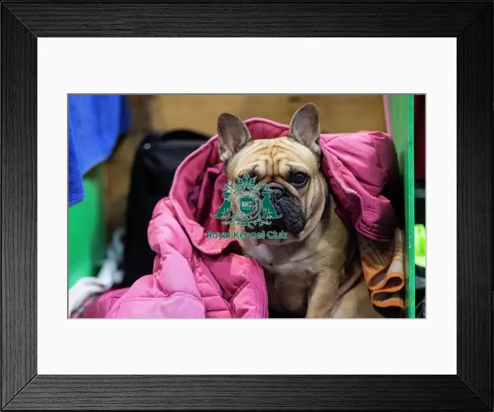 Framed Print : Crufts 2019 - Day Four, NEC, UK - 10 Mar 2019 Framed Print : Crufts 2019 - Day Four, NEC, UK - 10 Mar 2019