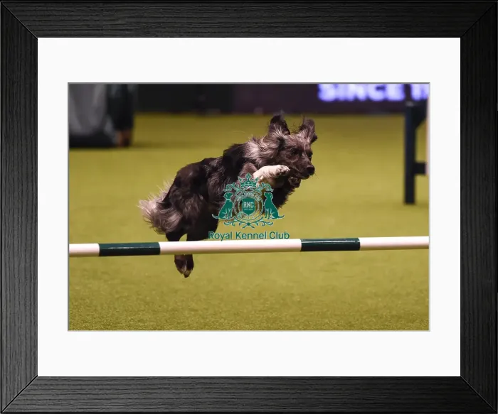 Framed Print : Crufts 2019 - Day Four, NEC, UK - 10 Mar 2019 Framed Print : Crufts 2019 - Day Four, NEC, UK - 10 Mar 2019