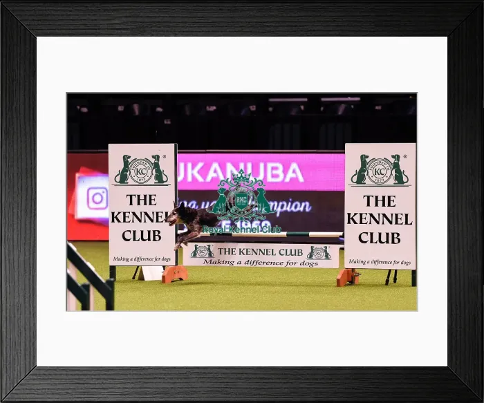 Framed Print : Crufts 2019 - Day Four, NEC, UK - 10 Mar 2019 Framed Print : Crufts 2019 - Day Four, NEC, UK - 10 Mar 2019