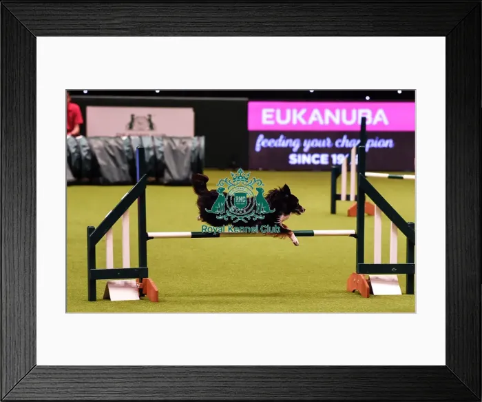 Framed Print : Crufts 2019 - Day Four, NEC, UK - 10 Mar 2019 Framed Print : Crufts 2019 - Day Four, NEC, UK - 10 Mar 2019
