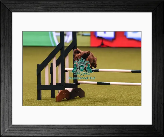 Framed Print : Crufts 2019 - Day Four, NEC, UK - 10 Mar 2019 Framed Print : Crufts 2019 - Day Four, NEC, UK - 10 Mar 2019