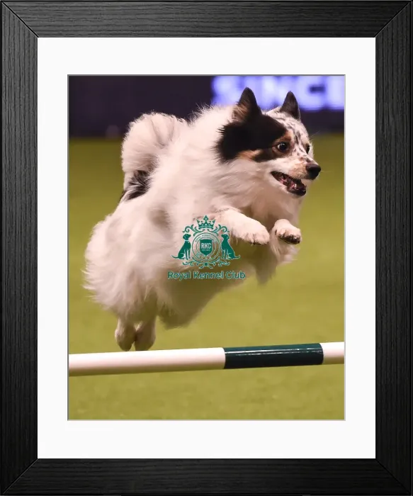 Framed Print : Crufts 2019 - Day Four, NEC, UK - 10 Mar 2019 Framed Print : Crufts 2019 - Day Four, NEC, UK - 10 Mar 2019