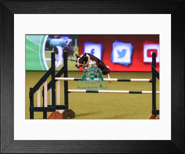 Framed Print : Crufts 2019 - Day Four, NEC, UK - 10 Mar 2019 Framed Print : Crufts 2019 - Day Four, NEC, UK - 10 Mar 2019