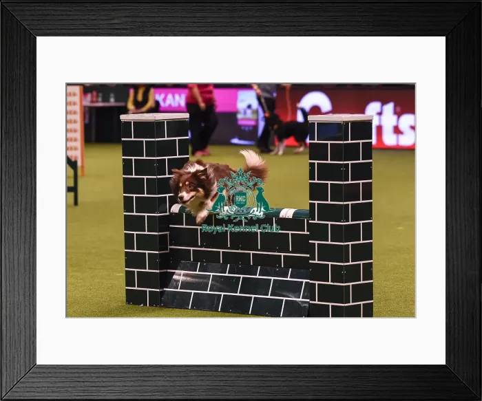 Framed Print : Crufts 2019 - Day Four, NEC, UK - 10 Mar 2019 Framed Print : Crufts 2019 - Day Four, NEC, UK - 10 Mar 2019