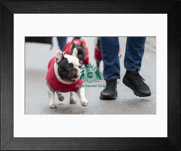 Framed Print : Crufts 2019 - Day Four, NEC, UK - 10 Mar 2019 Framed Print : Crufts 2019 - Day Four, NEC, UK - 10 Mar 2019