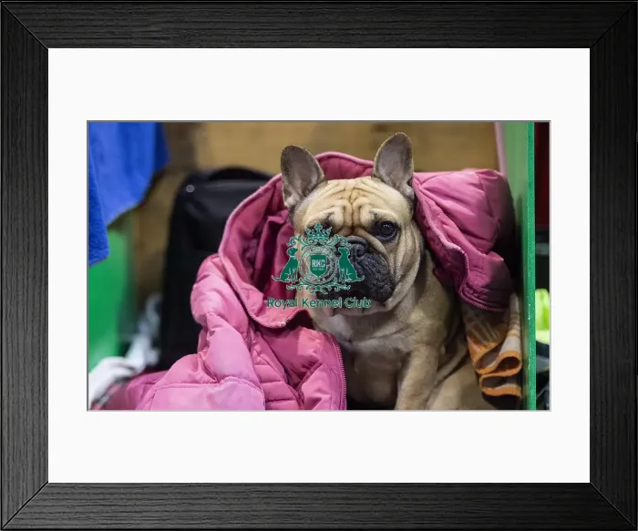 Framed Print : Crufts 2019 - Day Four, NEC, UK - 10 Mar 2019
