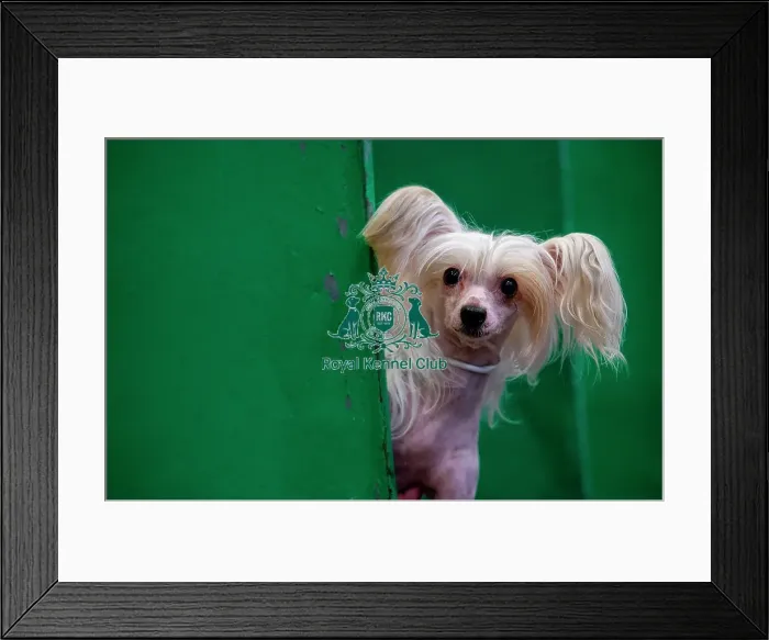 Framed Print : Crufts 2019 - Day Four, NEC, UK - 10 Mar 2019 Framed Print : Crufts 2019 - Day Four, NEC, UK - 10 Mar 2019