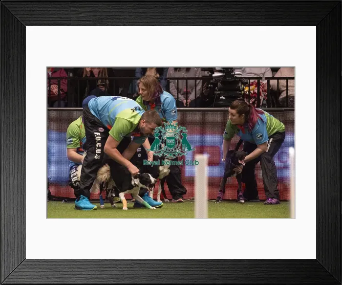 Framed Print : Crufts 2019 - Day Three, NEC, UK - 9 Mar 2019 Framed Print : Crufts 2019 - Day Three, NEC, UK - 9 Mar 2019