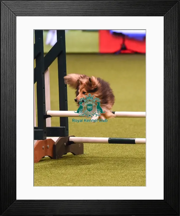 Framed Print : Crufts 2019 - Day Four, NEC, UK - 10 Mar 2019