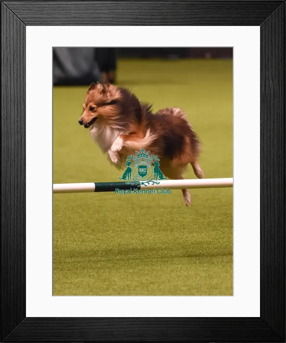 Framed Print : Crufts 2019 - Day Four, NEC, UK - 10 Mar 2019 Framed Print : Crufts 2019 - Day Four, NEC, UK - 10 Mar 2019