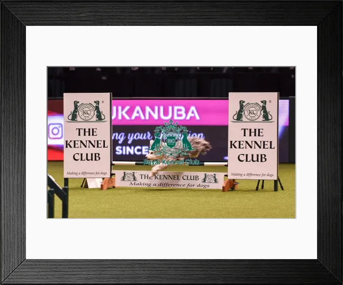 Framed Print : Crufts 2019 - Day Four, NEC, UK - 10 Mar 2019