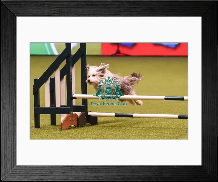 Framed Print : Crufts 2019 - Day Four, NEC, UK - 10 Mar 2019 Framed Print : Crufts 2019 - Day Four, NEC, UK - 10 Mar 2019