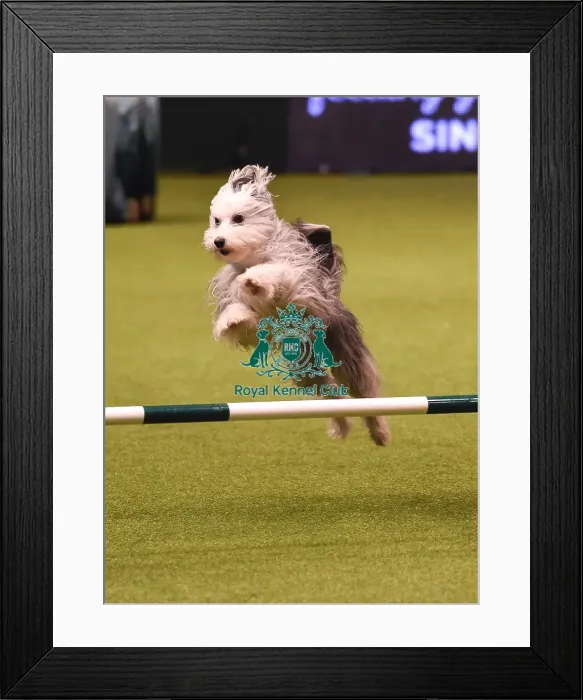 Framed Print : Crufts 2019 - Day Four, NEC, UK - 10 Mar 2019