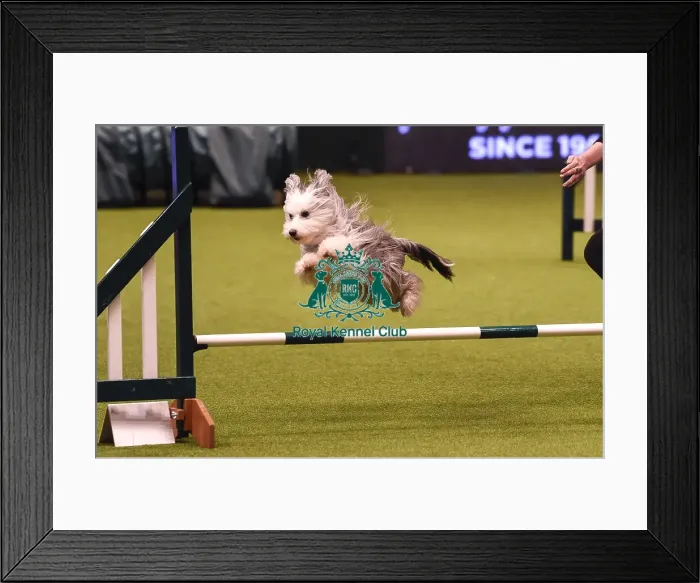 Framed Print : Crufts 2019 - Day Four, NEC, UK - 10 Mar 2019