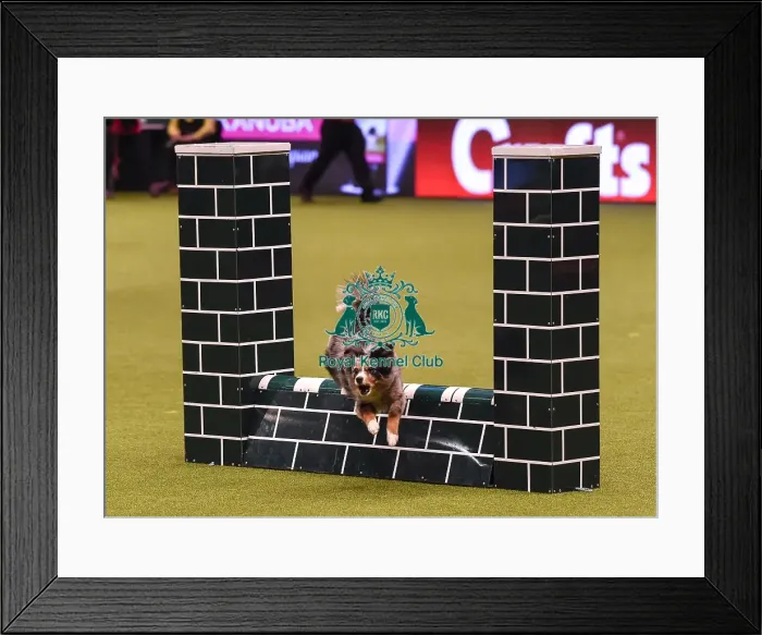 Framed Print : Crufts 2019 - Day Four, NEC, UK - 10 Mar 2019 Framed Print : Crufts 2019 - Day Four, NEC, UK - 10 Mar 2019