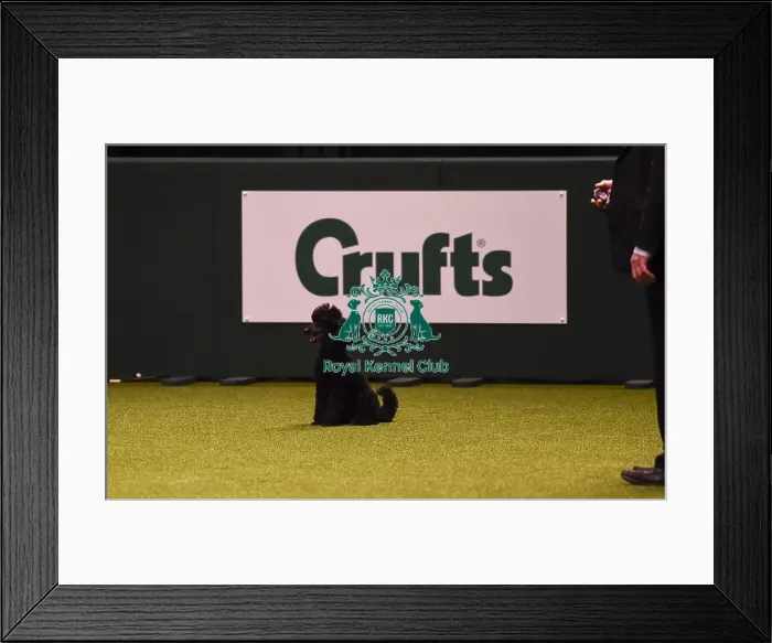 Framed Print : Crufts 2019 - Day Four, NEC, UK - 10 Mar 2019 Framed Print : Crufts 2019 - Day Four, NEC, UK - 10 Mar 2019