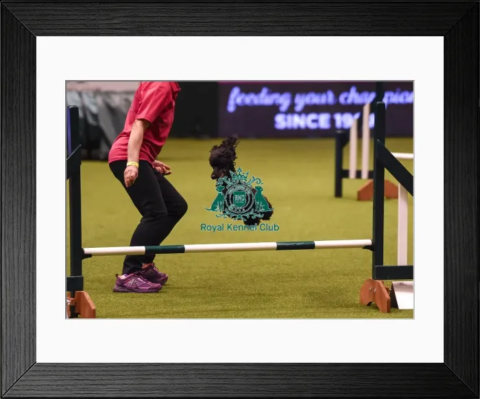 Framed Print : Crufts 2019 - Day Four, NEC, UK - 10 Mar 2019 Framed Print : Crufts 2019 - Day Four, NEC, UK - 10 Mar 2019