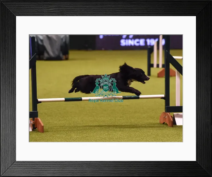 Framed Print : Crufts 2019 - Day Four, NEC, UK - 10 Mar 2019 Framed Print : Crufts 2019 - Day Four, NEC, UK - 10 Mar 2019
