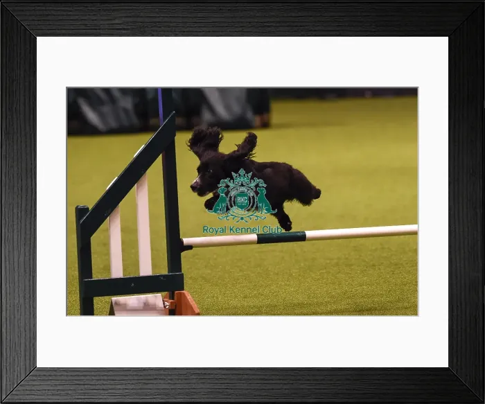 Framed Print : Crufts 2019 - Day Four, NEC, UK - 10 Mar 2019