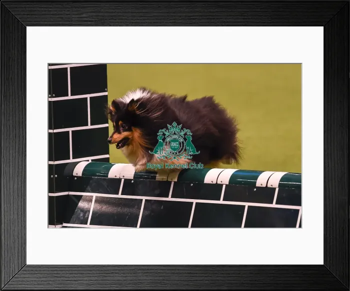 Framed Print : Crufts 2019 - Day Four, NEC, UK - 10 Mar 2019