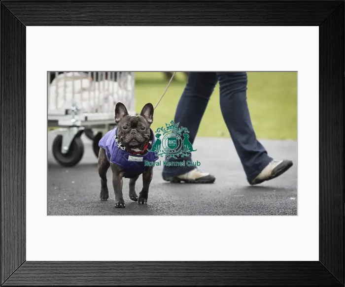 Framed Print : Crufts 2019 - Day Four, NEC, UK - 10 Mar 2019 Framed Print : Crufts 2019 - Day Four, NEC, UK - 10 Mar 2019