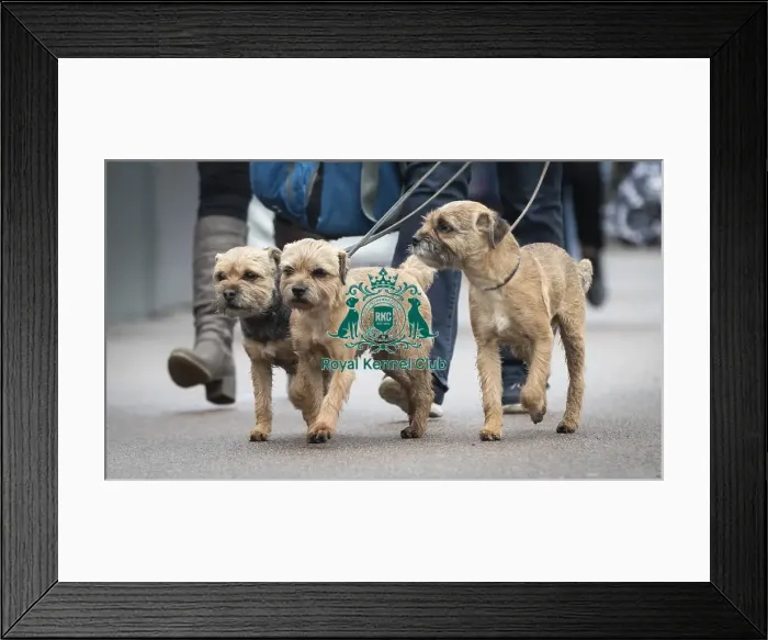 Framed Print : Crufts 2019 - Day Four, NEC, UK - 10 Mar 2019