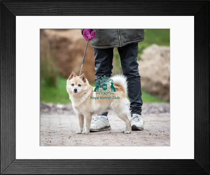 Framed Print : Crufts 2019 - Day Four, NEC, UK - 10 Mar 2019 Framed Print : Crufts 2019 - Day Four, NEC, UK - 10 Mar 2019