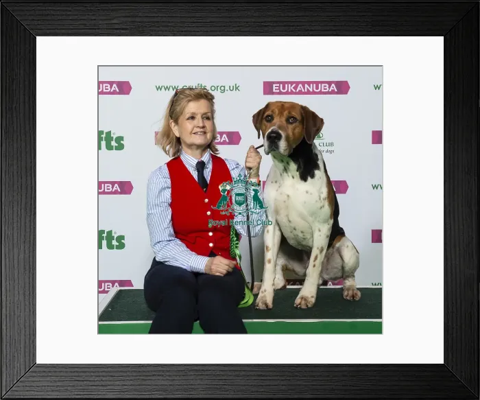 Framed Print : Crufts 2019 - Best of Breed / Hound Framed Print : Crufts 2019 - Best of Breed / Hound