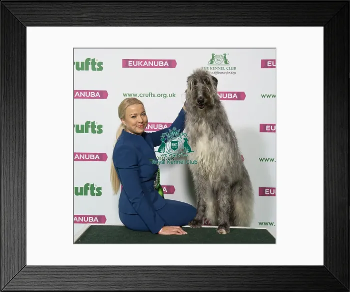 Framed Print : Crufts 2019 - Best of Breed / Hound Framed Print : Crufts 2019 - Best of Breed / Hound
