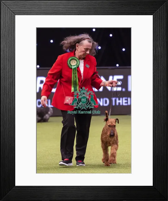 Framed Print : Crufts 2019 - Best of Breed / Terrier Framed Print : Crufts 2019 - Best of Breed / Terrier
