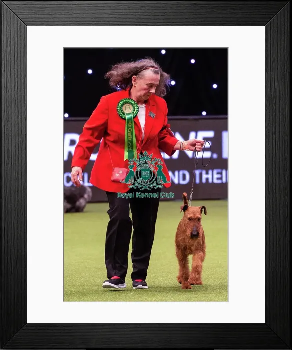 Framed Print : Crufts 2019 - Best of Breed / Terrier Framed Print : Crufts 2019 - Best of Breed / Terrier