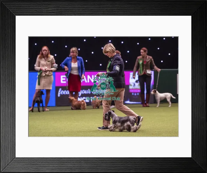Framed Print : Crufts 2019 - Best of Breed  /  Terrier