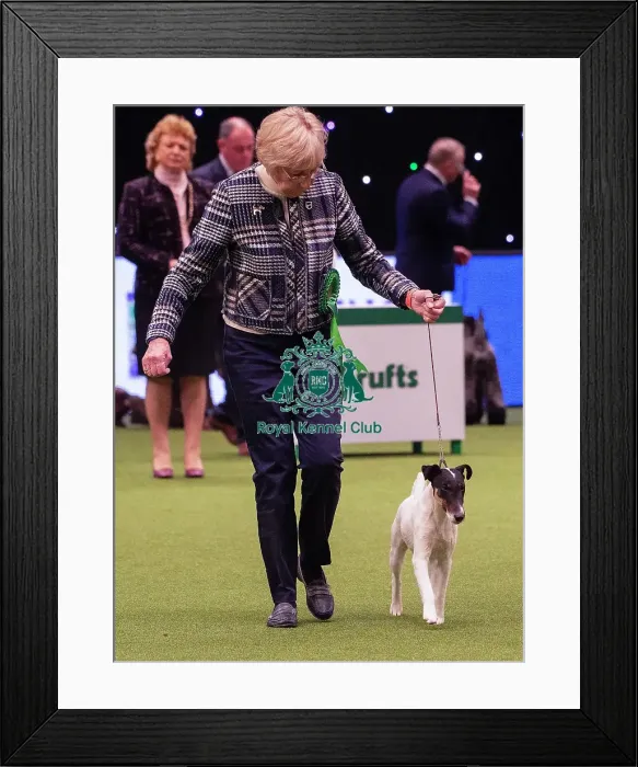 Framed Print : Crufts 2019 - Best of Breed / Terrier Framed Print : Crufts 2019 - Best of Breed / Terrier