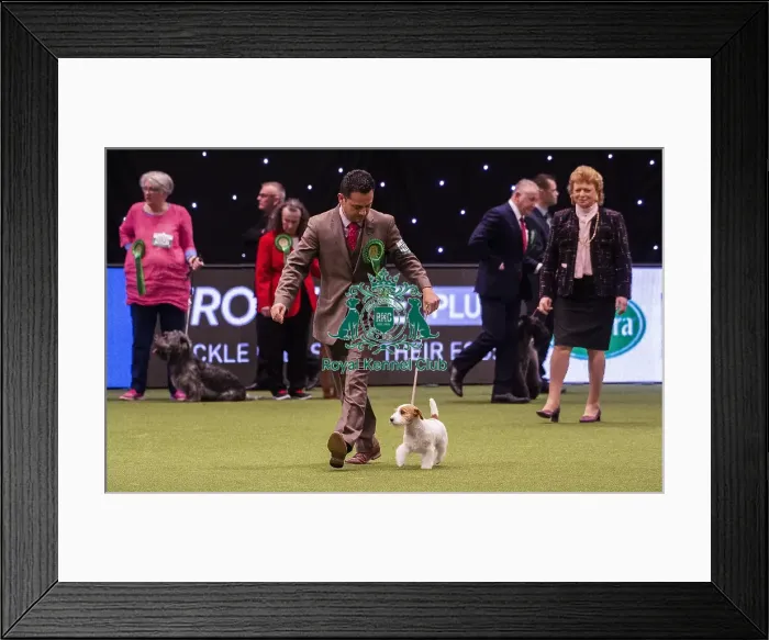Framed Print : Crufts 2019 - Best of Breed  /  Terrier