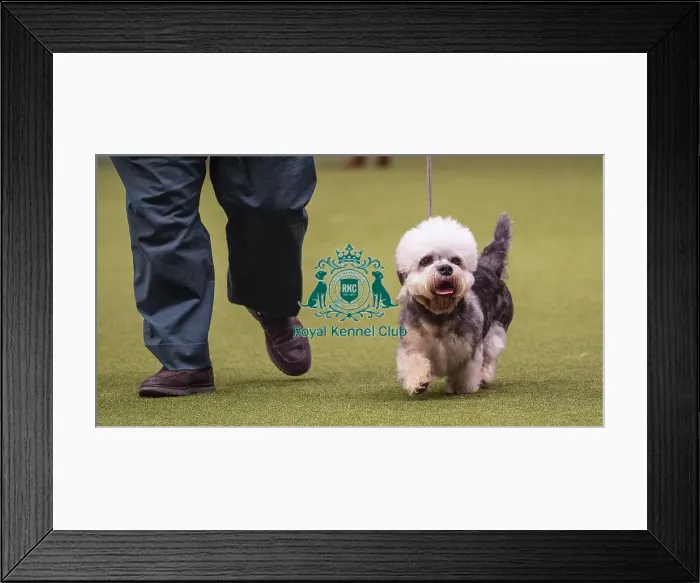 Framed Print : Crufts 2019 - Best of Breed / Terrier Framed Print : Crufts 2019 - Best of Breed / Terrier