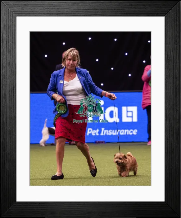 Framed Print : Crufts 2019 - Best of Breed  /  Terrier