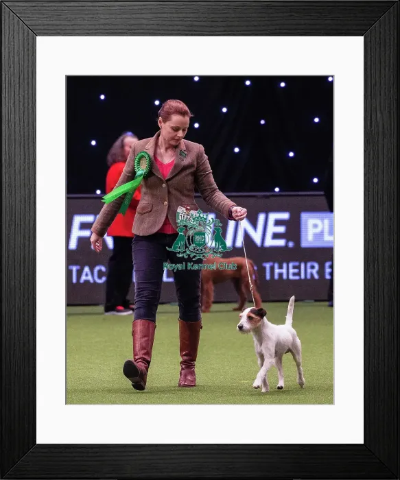 Framed Print : Crufts 2019 - Best of Breed  /  Terrier