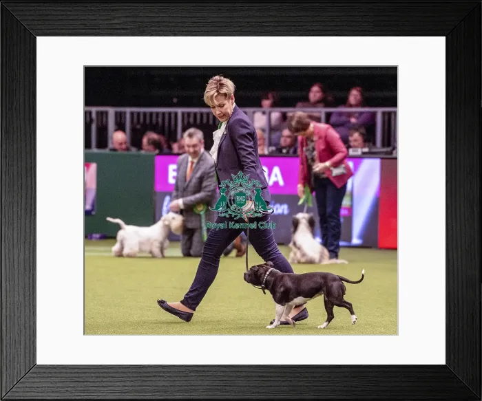 Framed Print : Crufts 2019 - Best of Breed / Terrier Framed Print : Crufts 2019 - Best of Breed / Terrier